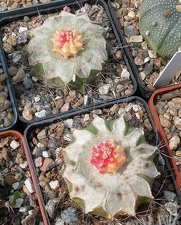 Выставка 02 -04.09.2011 на Куликовом поле