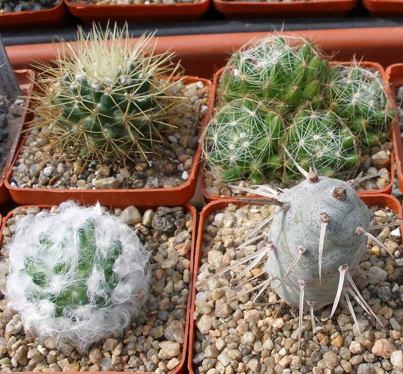 Выставка 02 -04.09.2011 на Куликовом поле