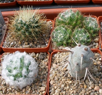 Выставка 02 -04.09.2011 на Куликовом поле