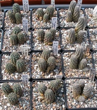 Выставка 02 -04.09.2011 на Куликовом поле