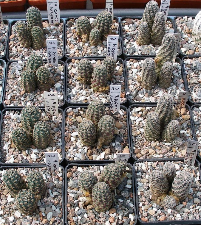 Выставка 02 -04.09.2011 на Куликовом поле