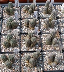 Выставка 02 -04.09.2011 на Куликовом поле