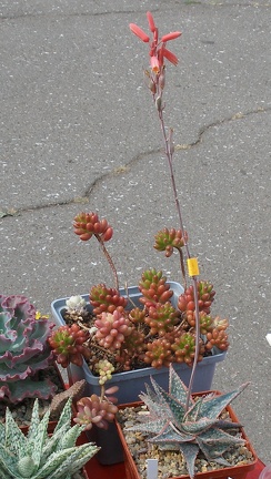 Выставка 02-04.09.2011 на Куликовом поле