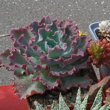 Выставка 02-04.09.2011 на Куликовом поле