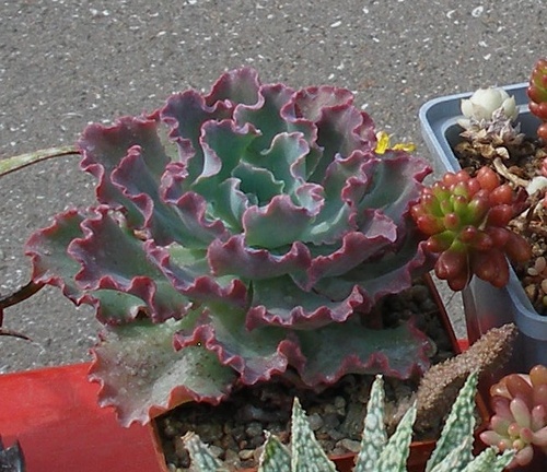 Выставка 02-04.09.2011 на Куликовом поле