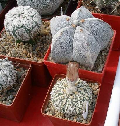 Выставка 02 -04.09.2011 на Куликовом поле