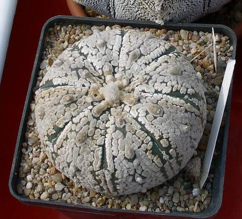 Выставка 02-04.09.2011 на Куликовом поле