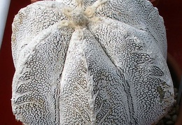 Выставка 02-04.09.2011 на Куликовом поле