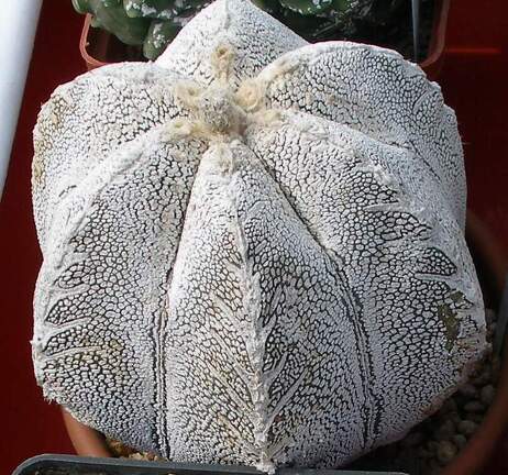 Выставка 02-04.09.2011 на Куликовом поле