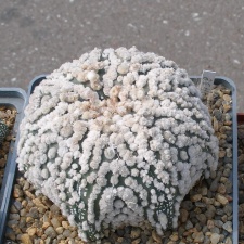 Выставка 02-04.09.2011 на Куликовом поле