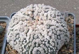 Выставка 02-04.09.2011 на Куликовом поле