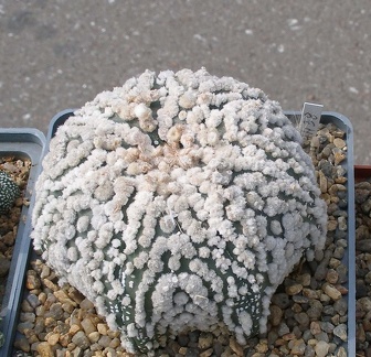 Выставка 02-04.09.2011 на Куликовом поле