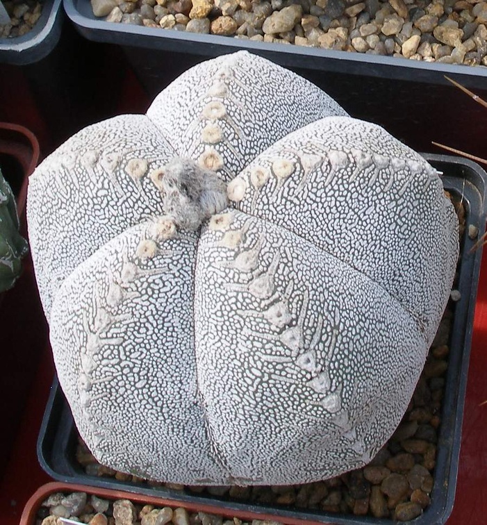 Выставка 02-04.09.2011 на Куликовом поле