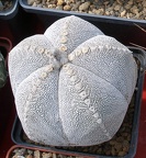 Выставка 02-04.09.2011 на Куликовом поле