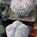 Выставка 02 -04.09.2011 на Куликовом поле