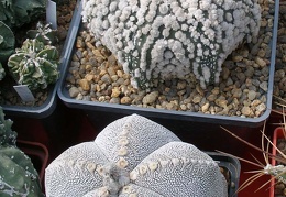 Выставка 02 -04.09.2011 на Куликовом поле