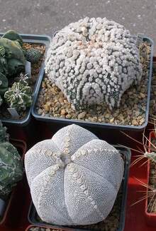 Выставка 02 -04.09.2011 на Куликовом поле