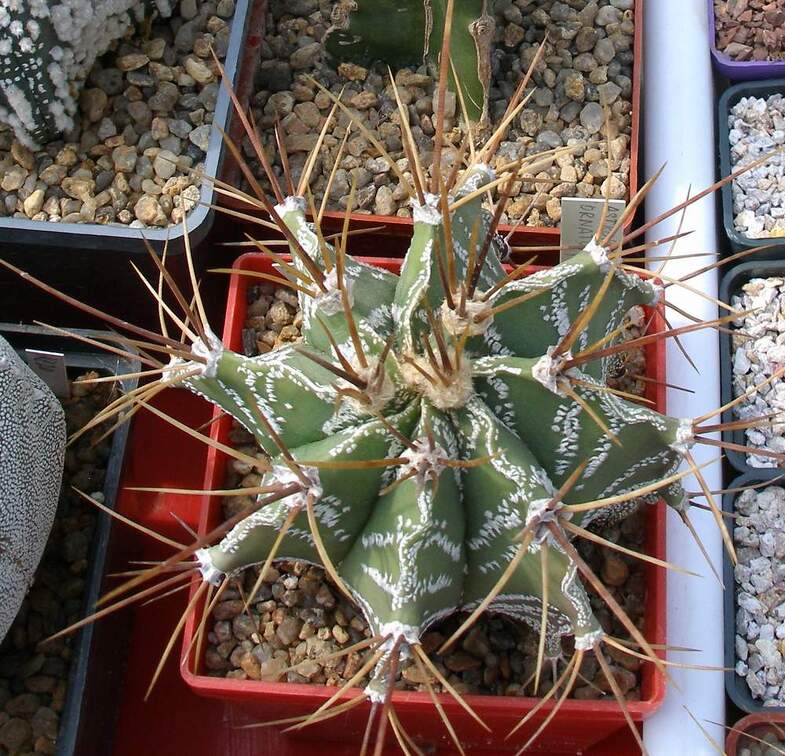 Выставка 02-04.09.2011 на Куликовом поле