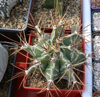 Выставка 02-04.09.2011 на Куликовом поле