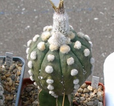 Выставка 02-04.09.2011 на Куликовом поле