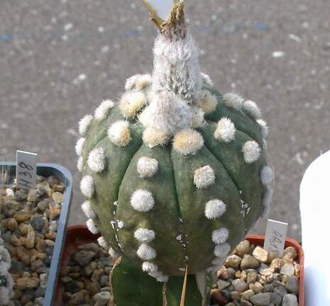 Выставка 02-04.09.2011 на Куликовом поле