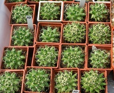 Выставка 02 -04.09.2011 на Куликовом поле