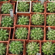 Выставка 02 -04.09.2011 на Куликовом поле
