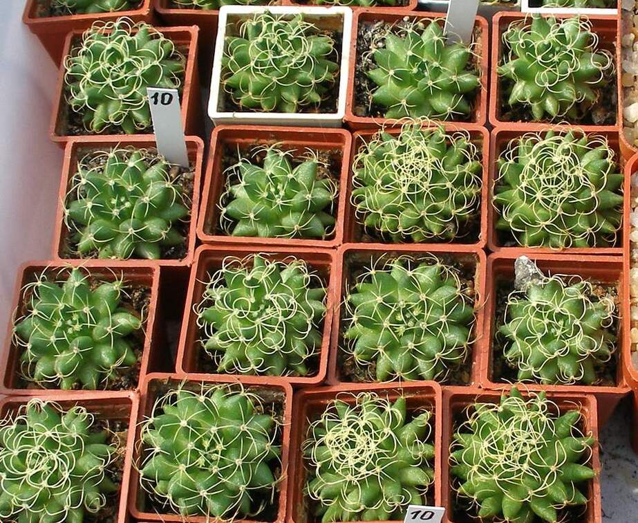 Выставка 02 -04.09.2011 на Куликовом поле