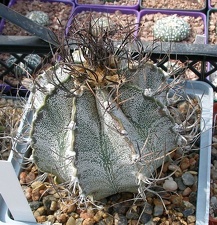 Выставка 02-04.09.2011 на Куликовом поле