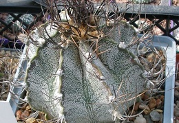 Выставка 02-04.09.2011 на Куликовом поле