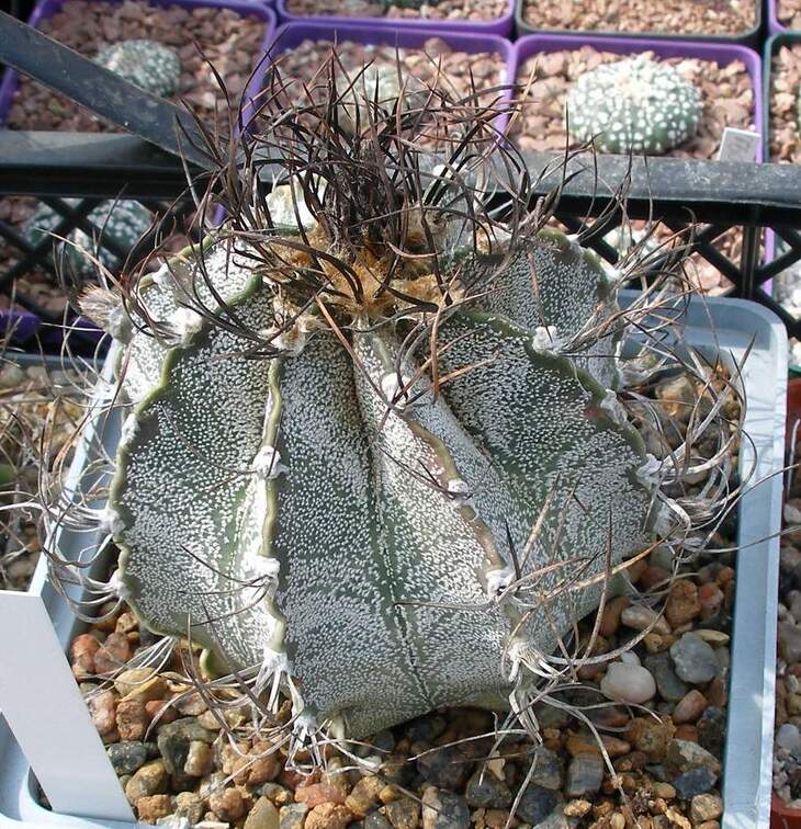 Выставка 02-04.09.2011 на Куликовом поле