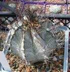 Выставка 02-04.09.2011 на Куликовом поле