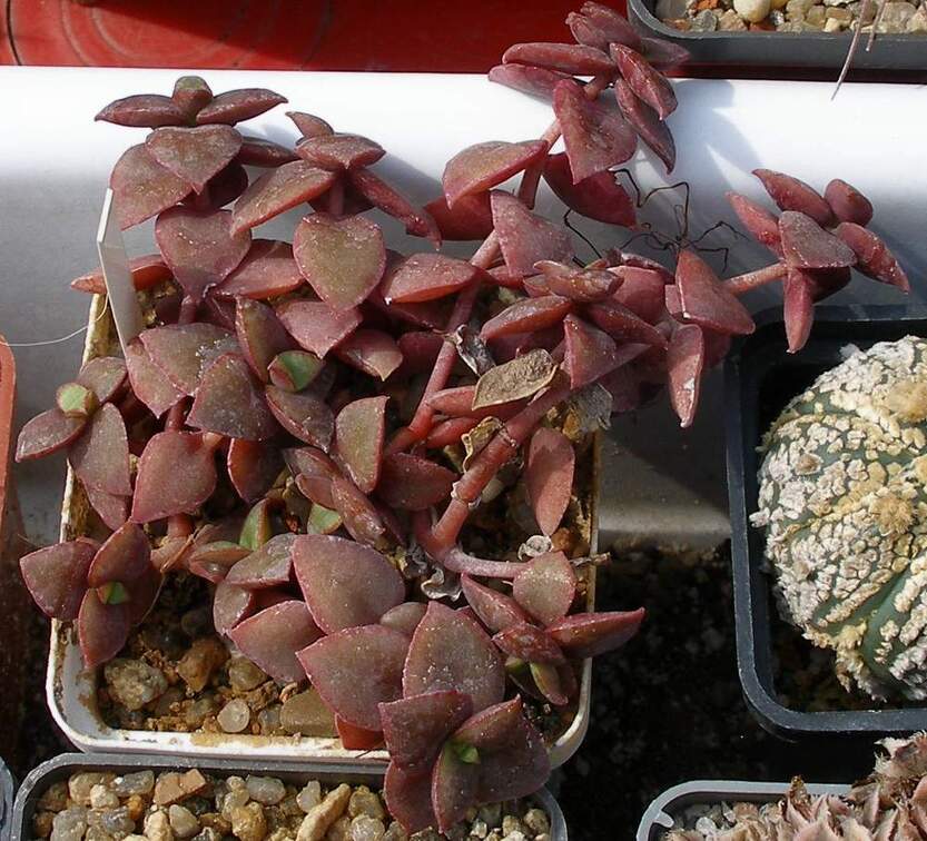 Выставка 02-04.09.2011 на Куликовом поле