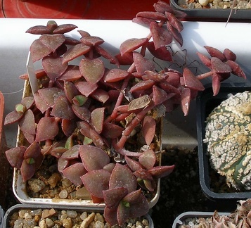 Выставка 02-04.09.2011 на Куликовом поле