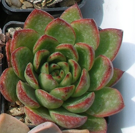 Выставка 02-04.09.2011 на Куликовом поле