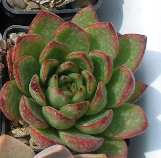 Выставка 02-04.09.2011 на Куликовом поле