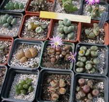 Выставка 02 -04.09.2011 на Куликовом поле