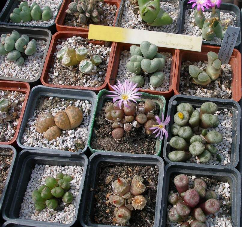 Выставка 02 -04.09.2011 на Куликовом поле