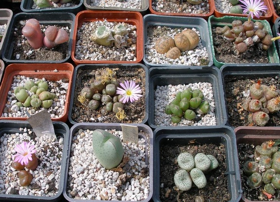 Выставка 02 -04.09.2011 на Куликовом поле