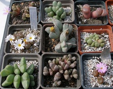 Выставка 02 -04.09.2011 на Куликовом поле