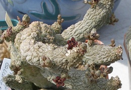 Выставка 02-04.09.2011 на Куликовом поле