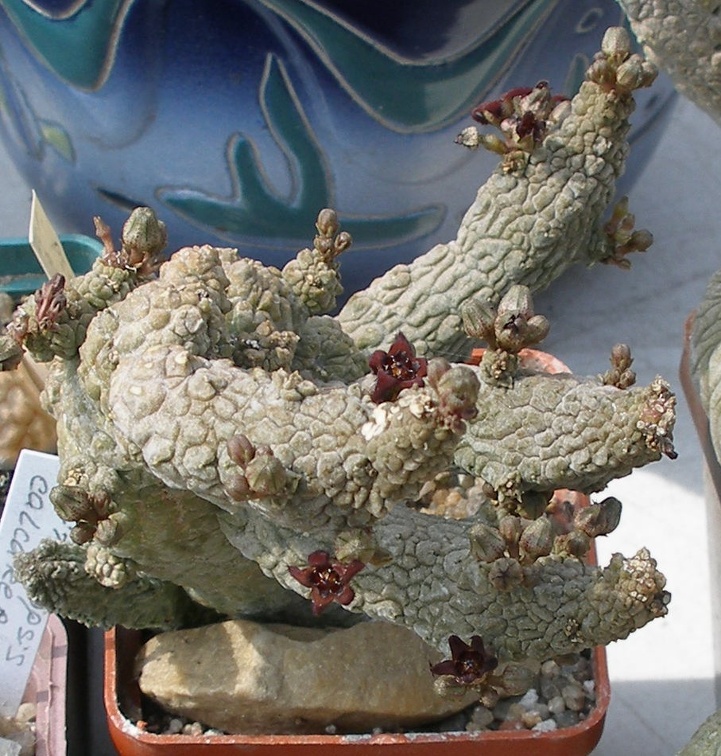 Выставка 02-04.09.2011 на Куликовом поле