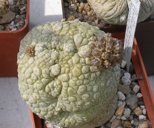 Выставка 02-04.09.2011 на Куликовом поле