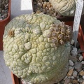 Выставка 02-04.09.2011 на Куликовом поле
