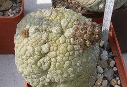 Выставка 02-04.09.2011 на Куликовом поле