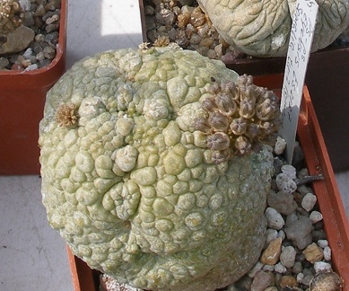 Выставка 02-04.09.2011 на Куликовом поле