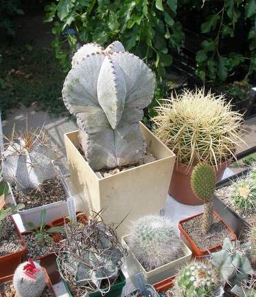 Выставка 02 -04.09.2011 на Куликовом поле