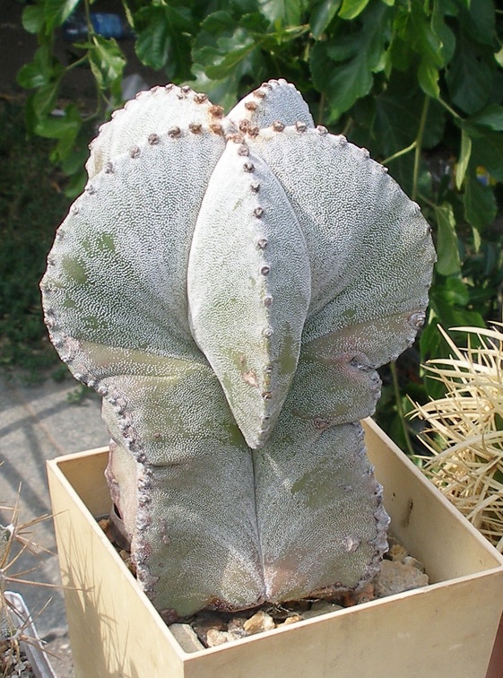 Выставка 02-04.09.2011 на Куликовом поле