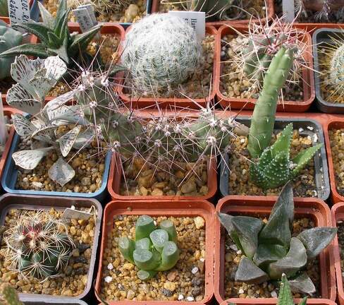 Выставка 02 -04.09.2011 на Куликовом поле