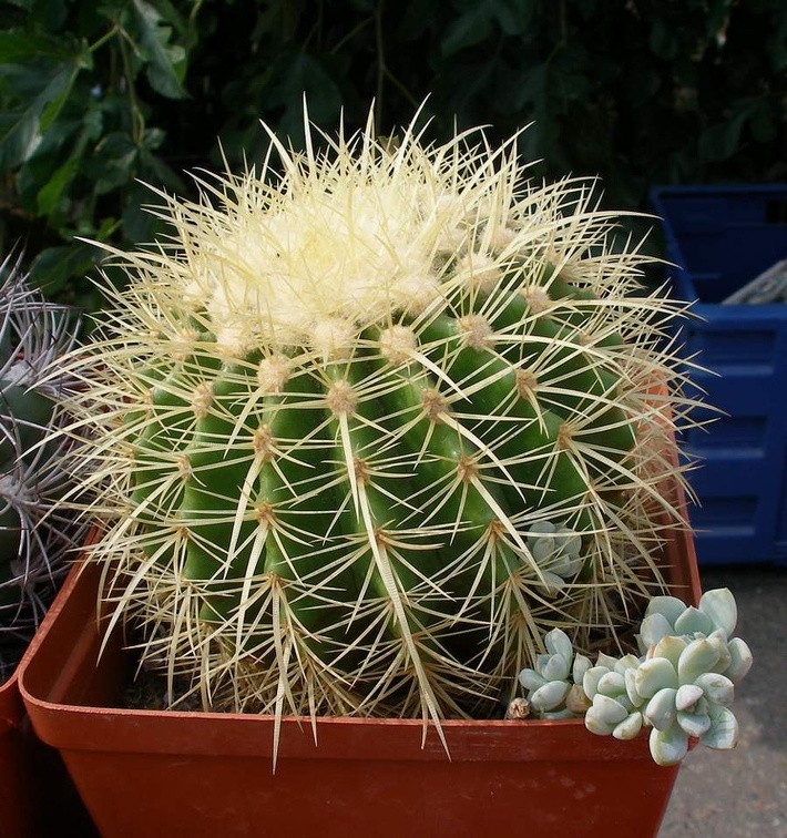 Выставка 02-04.09.2011 на Куликовом поле